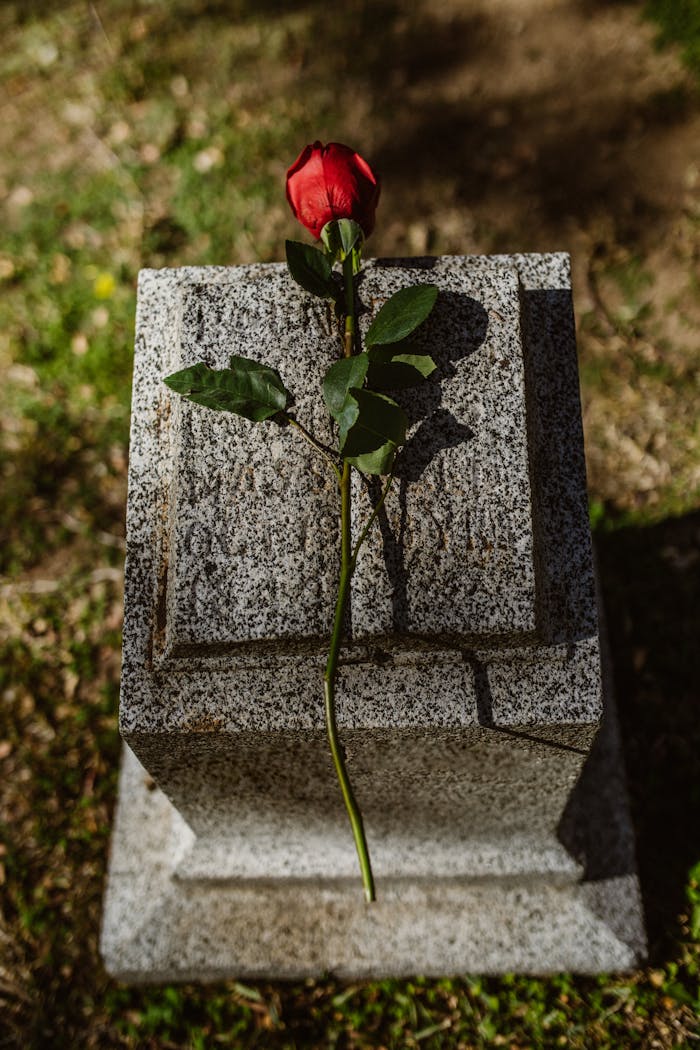 Lonely red rose atop a granite tombstone in an outdoor graveyard setting.